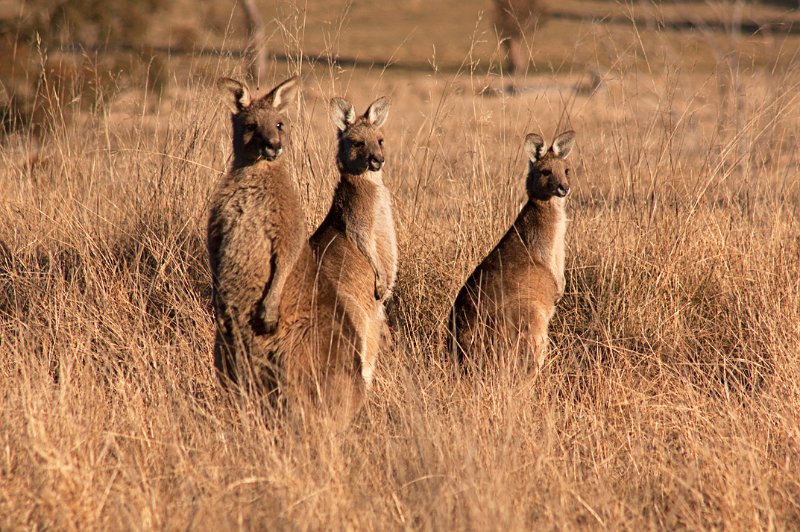 roo group pose.jpg